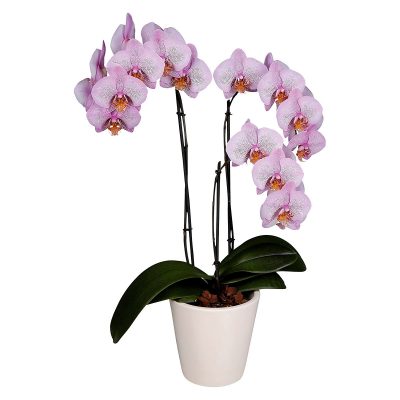Орхидея в горшке "Фаленопсис розовый"